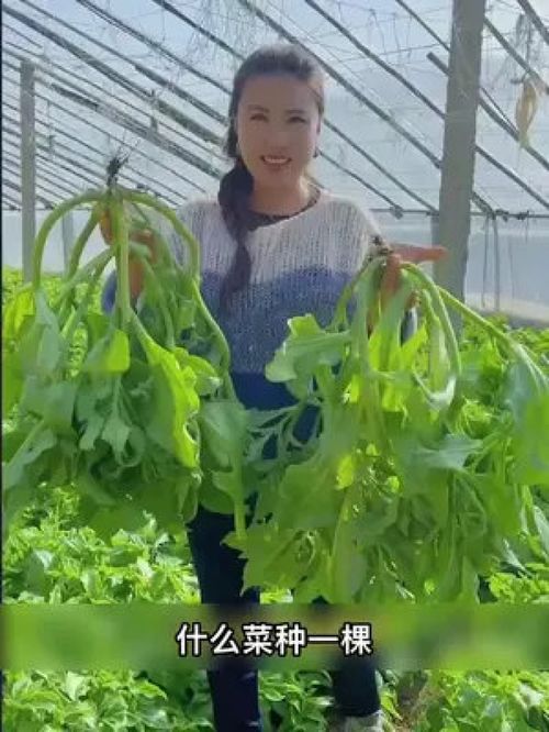 冰菜 家庭种植的绿色珍宝