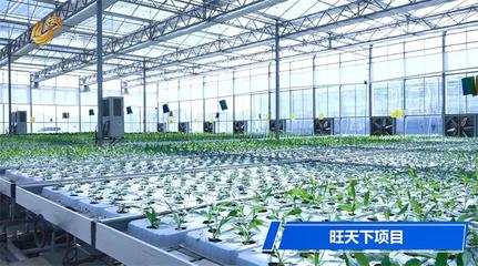 乡村振兴绘新篇 探访菏泽市定陶区仿山镇农产品种植的美丽乡村实践