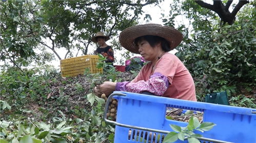 智能化种植 大数据赋能农产品增产增收，服务社区新篇章