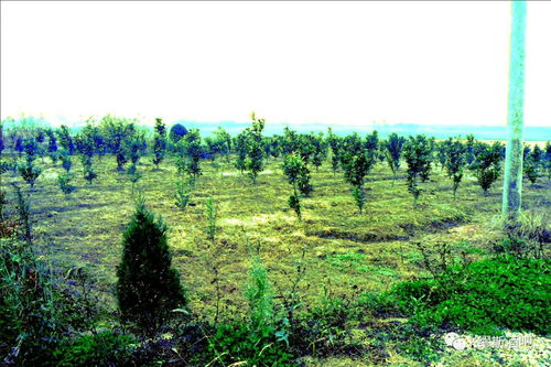 携手共创未来——k muse诚招农产品种植、养殖及新型农产品开发合作伙伴