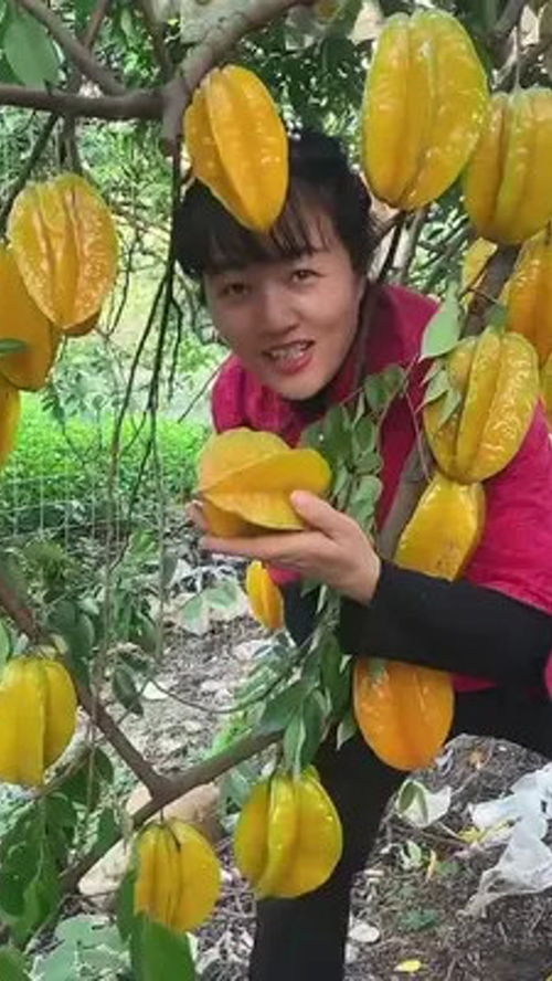 鲜为人知的美味 探寻优质应季水果的魅力