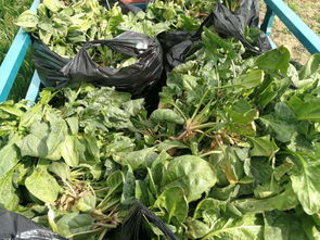 同一种农产品，从农田到货架的价格之旅 为何农民卖0.3元，超市却卖1.29元？