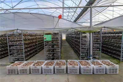 瞩目中心城镇推动乡村振兴的&ldquo;桐柏样本&rdquo;