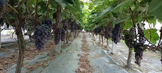 安徽怀远双桥集镇 果蔬产业旺 乡村振兴忙