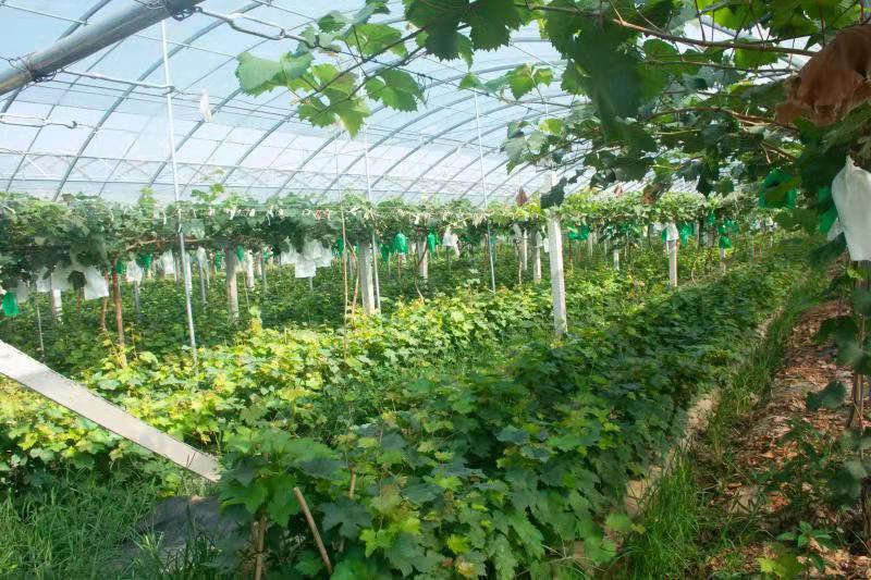 农产品种植 现代农业的基石与未来方向