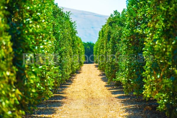 加利福尼亚农产品农场 多元化种植与可持续发展的典范