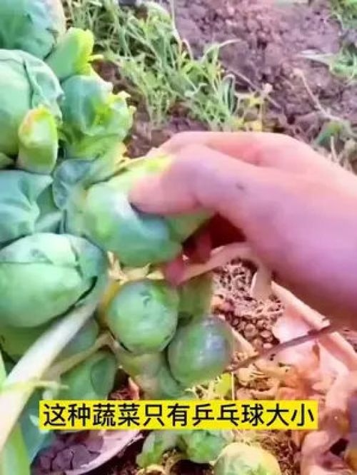 孢子甘蓝 四季常青的“摘不败”优质农产品种植指南