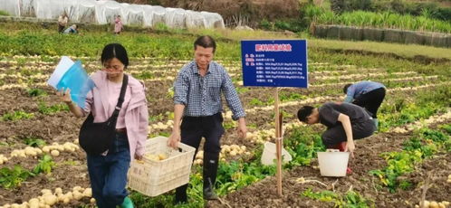 马铃薯产销两旺，产业链延伸助力农民增收致富