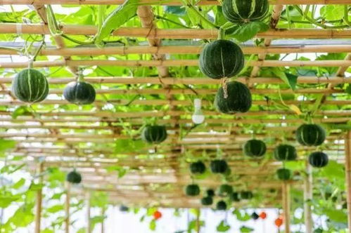 深圳秘境 150亩油菜花海悄然绽放，都市中的田园牧歌