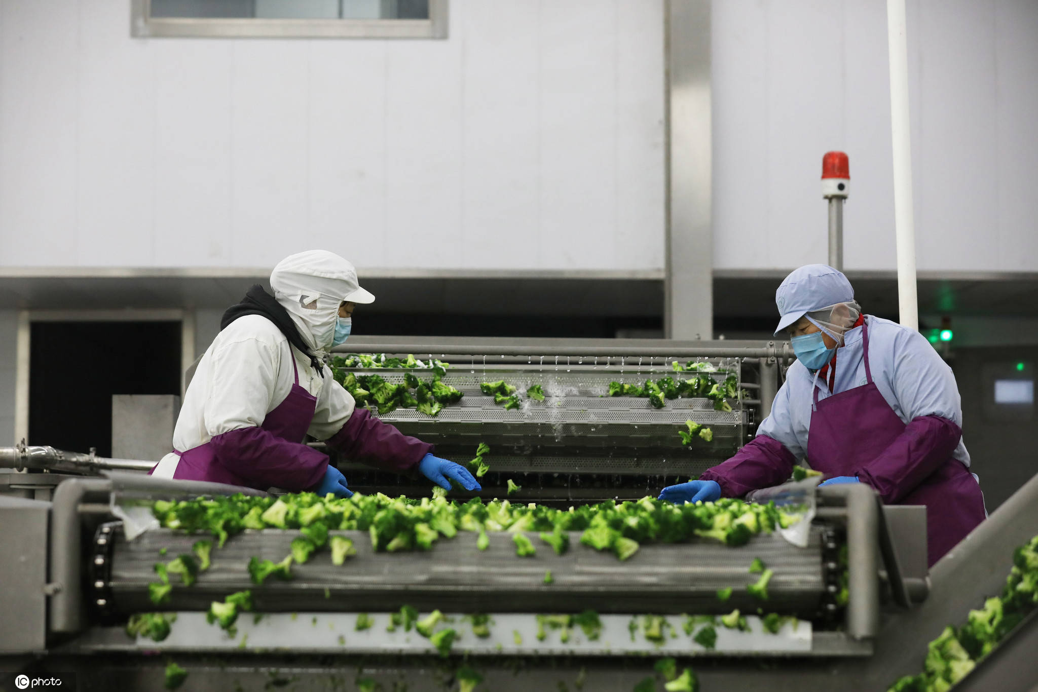 江苏滨海蔬菜漂洋过海 年产值3亿元以上，远销欧美的农品奇迹