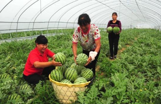 从田埂到乡村复兴 农产品种植点亮致富路