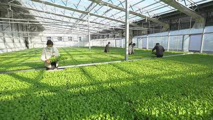 科技动能澎湃，莱西现代农业驶上“加速跑”快车道