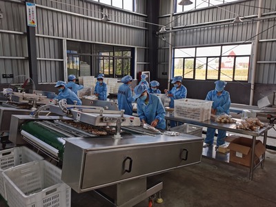 鲜食玉米铺出五彩致富路 农产品种植的新篇章