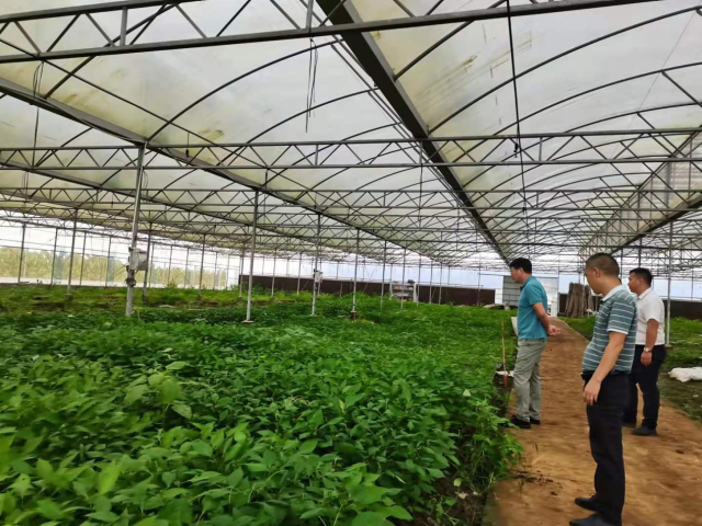 筑牢品质根基 遂溪县市场监管局协同体系认证助力农产品种植高质量发展