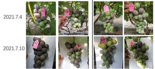 葡萄膨大转色增糖 国家级新产品助力优质农产品种植再升级