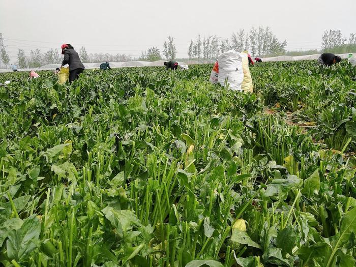 丰收之年更悲催 当菜贱伤农成为今年农业的痛