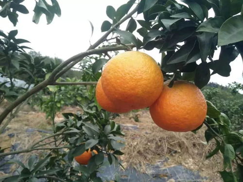 厉害了，南平！15种特色农产品喜获省级新名片，助力农业高质量发展