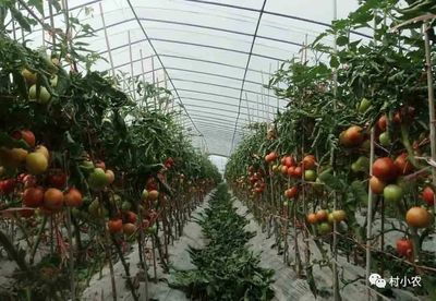 农村创业新机遇 四大致富项目助你农产品种植产业腾飞