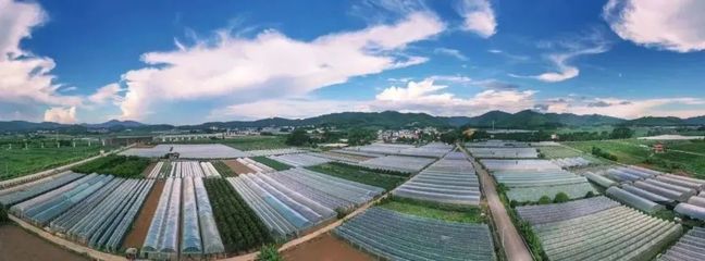 青秀区 发展现代设施农业 打造富农强农新引擎