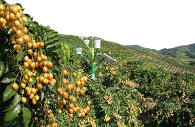 农产品不愁销 订单农业为种植保驾护航